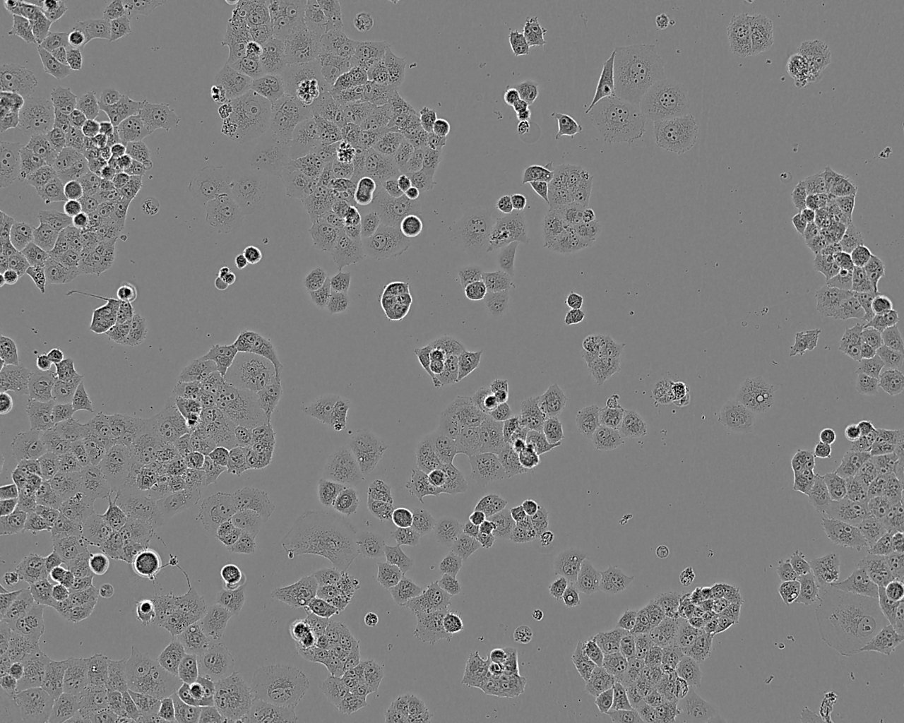 SF763 Cell:人脑瘤细胞系