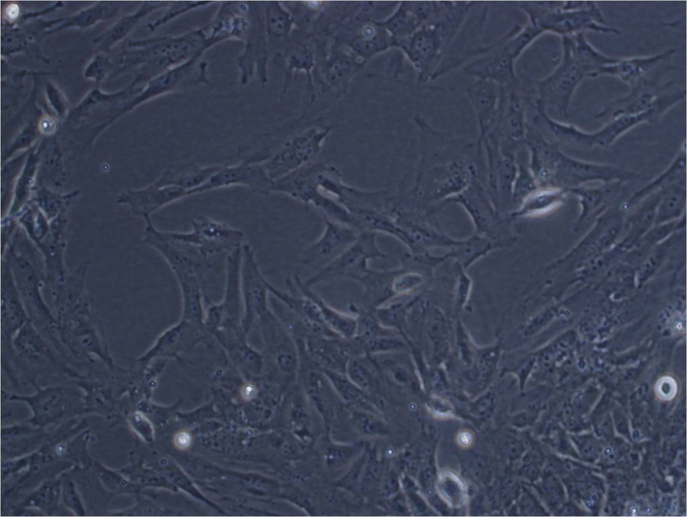 HEL-1 Cell:人胚肺二倍体细胞系