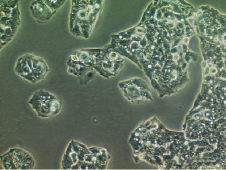 Chang liver Cell:人张氏肝细胞系