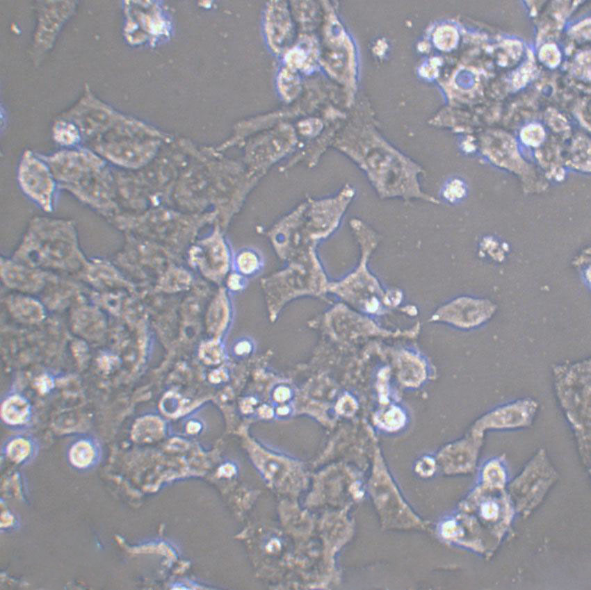 ACHN Cell:人肾细胞腺癌细胞系