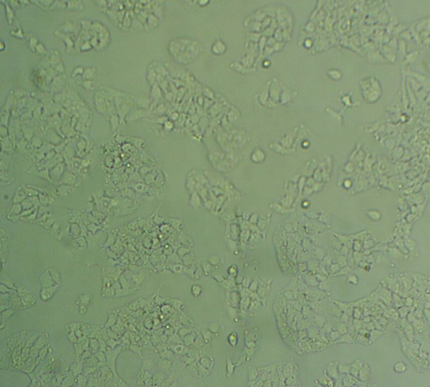 NCI-H1734 Cell:人非小细胞肺癌细胞系
