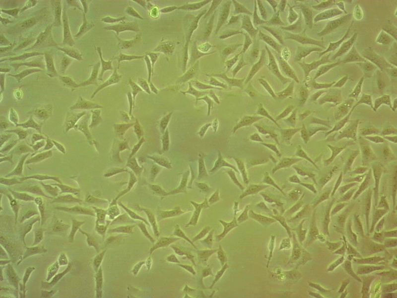 NCI-H1435 Cell:人非小细胞肺癌细胞系