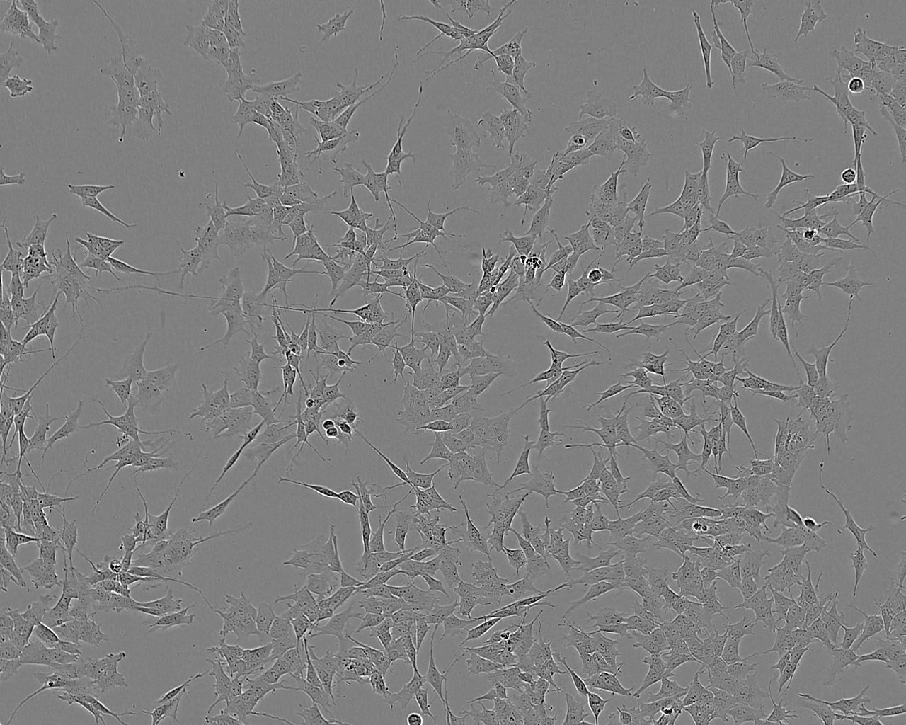 NCI-H1437 Cell:人非小细胞肺癌细胞系