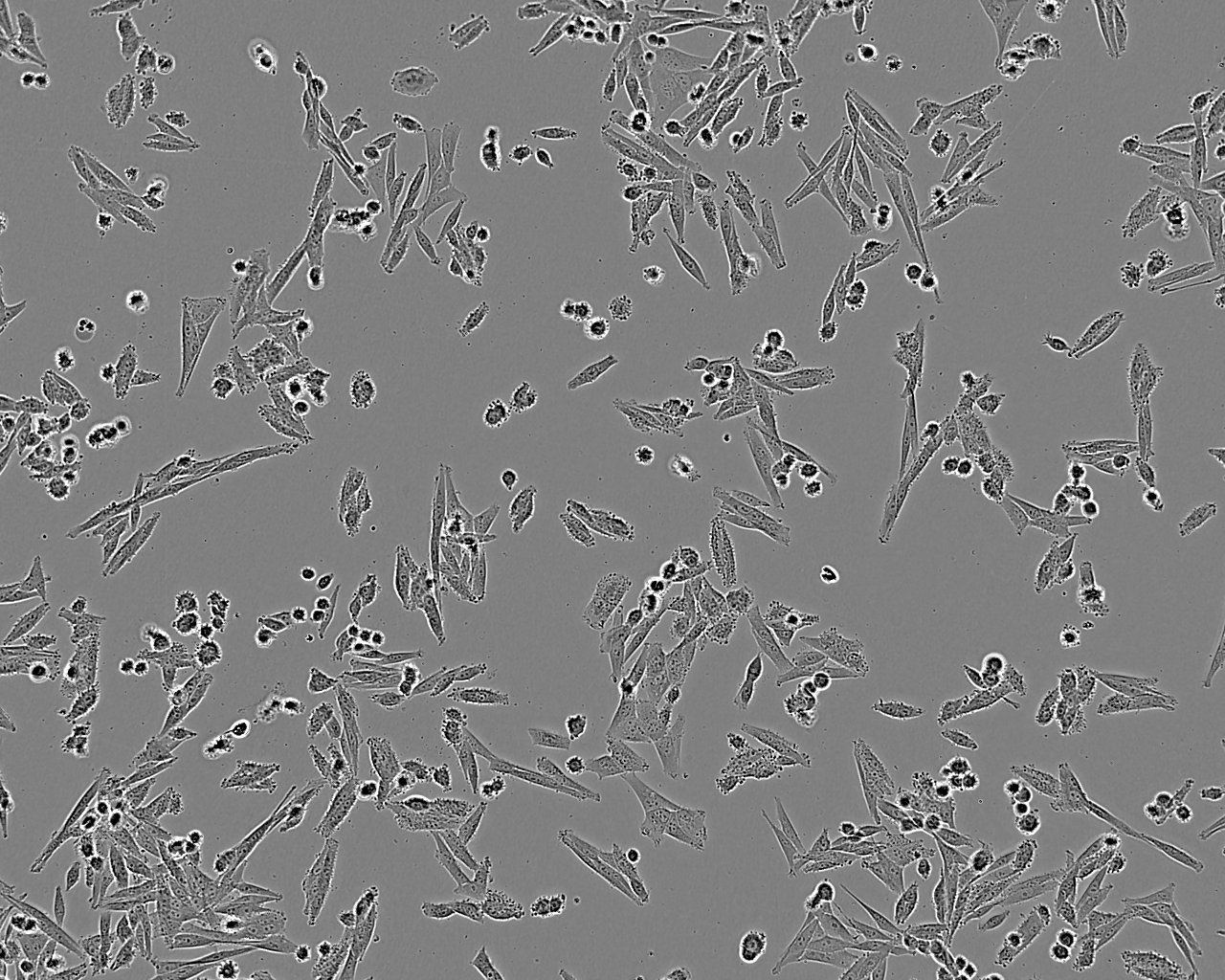 NCI-H2030 Cell:人非小细胞肺癌细胞系