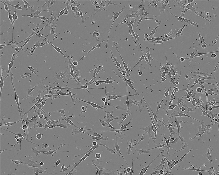 NCI-H2405 Cell:人非小细胞肺癌细胞系