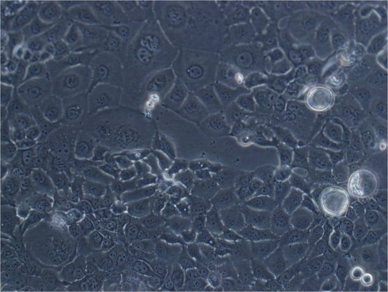 COV434 Cell:人卵巢颗粒肿瘤细胞系