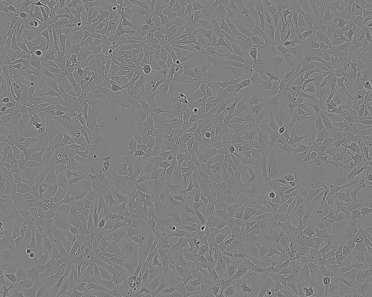 BRL-3A Cell:大鼠正常肝细胞系