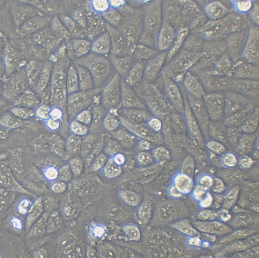 CFSC-8B Cell:大鼠肝星形细胞系