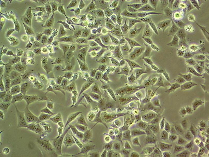 Ha Fe Cell:人羊膜细胞系