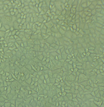MC3T3 Cell:小鼠前成骨细胞系