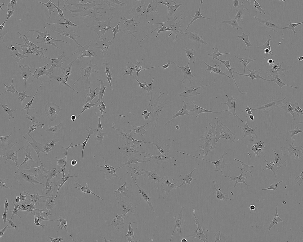 SRS-82 Cell:小鼠腹水瘤细胞系