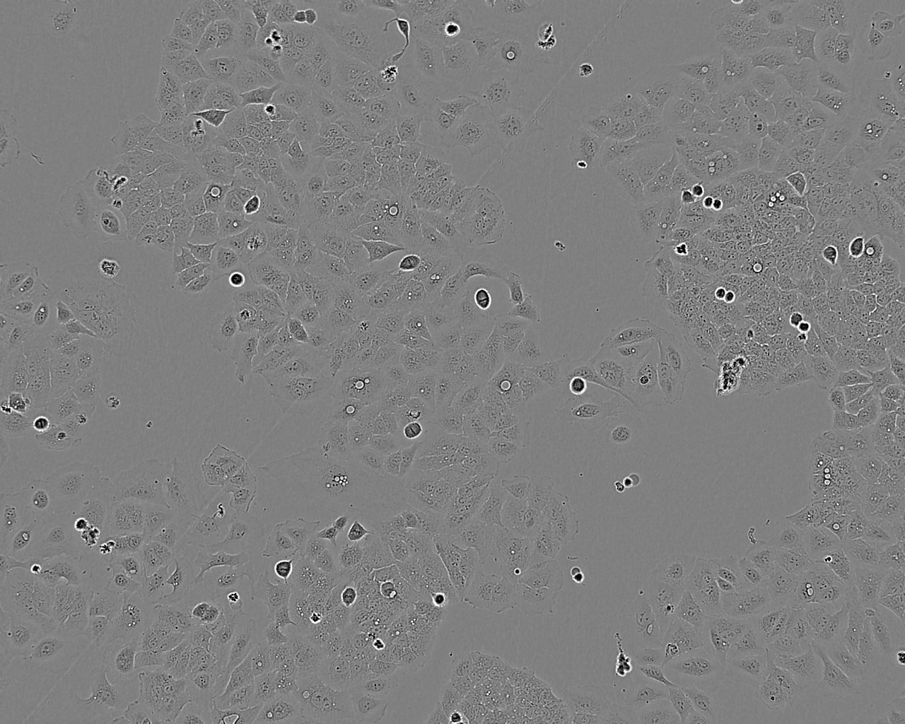 SCC-25 Cell:人口腔鳞癌细胞系