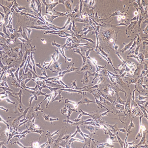 大鼠乳腺腺癌细胞系；MADB106