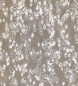 人肺癌细胞；NCI-H838
