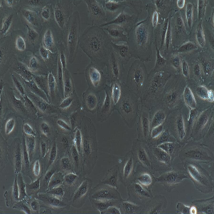 人结肠癌细胞；NCI-H508
