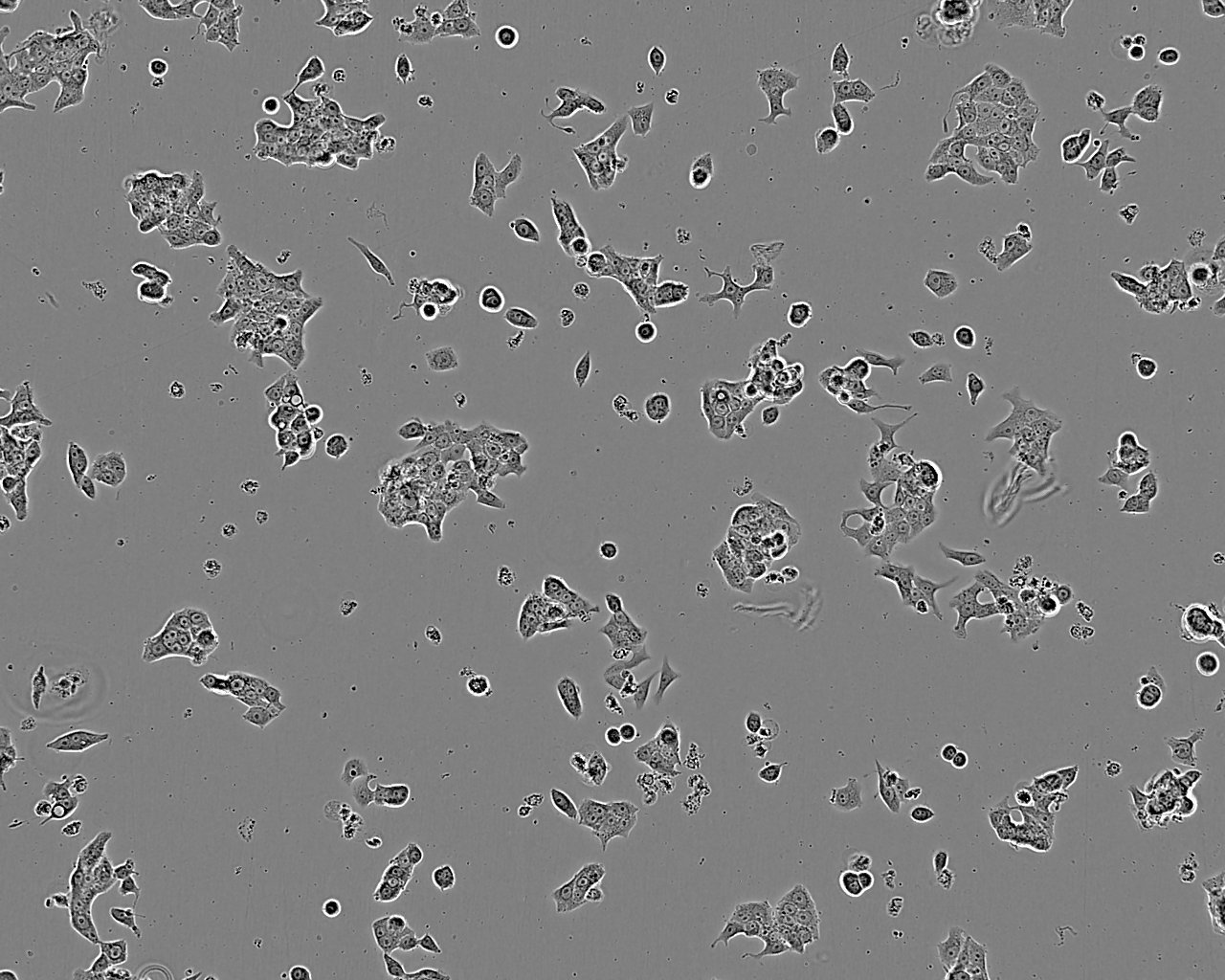 SN12C Cell:人宫颈癌细胞系