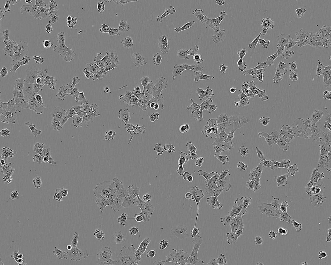 16HBE14o- Cell:人支气管上皮样细胞系