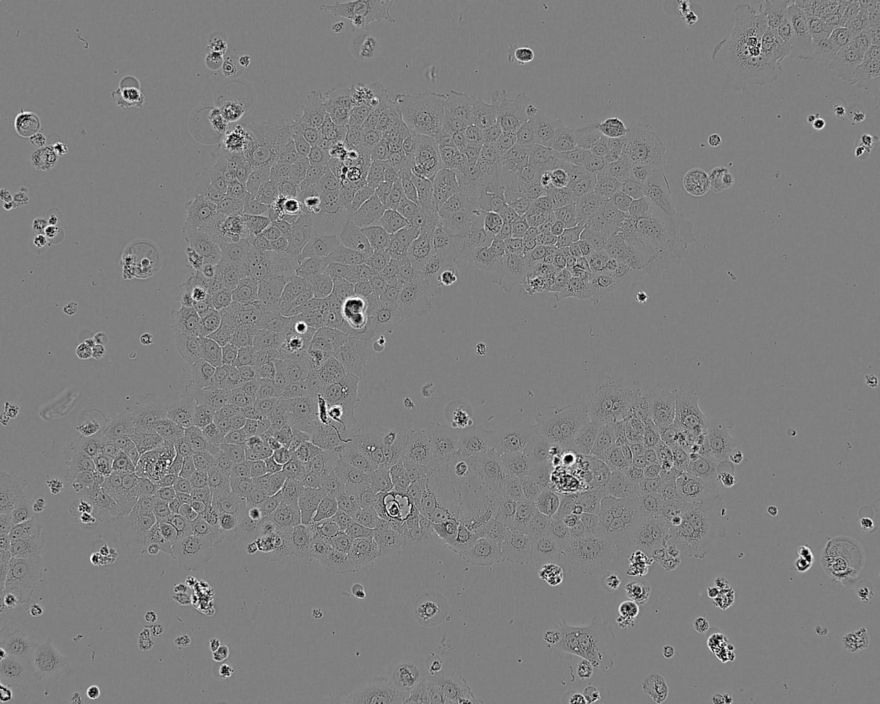 Ketr-3 Cell:人肾癌细胞系