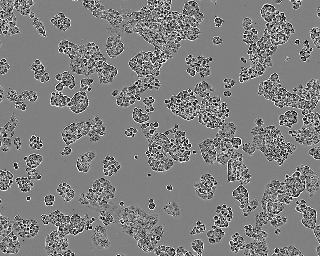 MDBK Cell:牛肾细胞系
