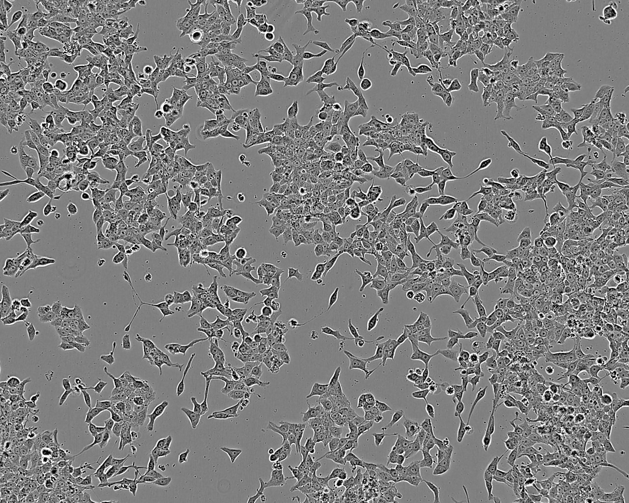 HTR-8/SVneo Cell:人绒毛膜滋养层细胞系