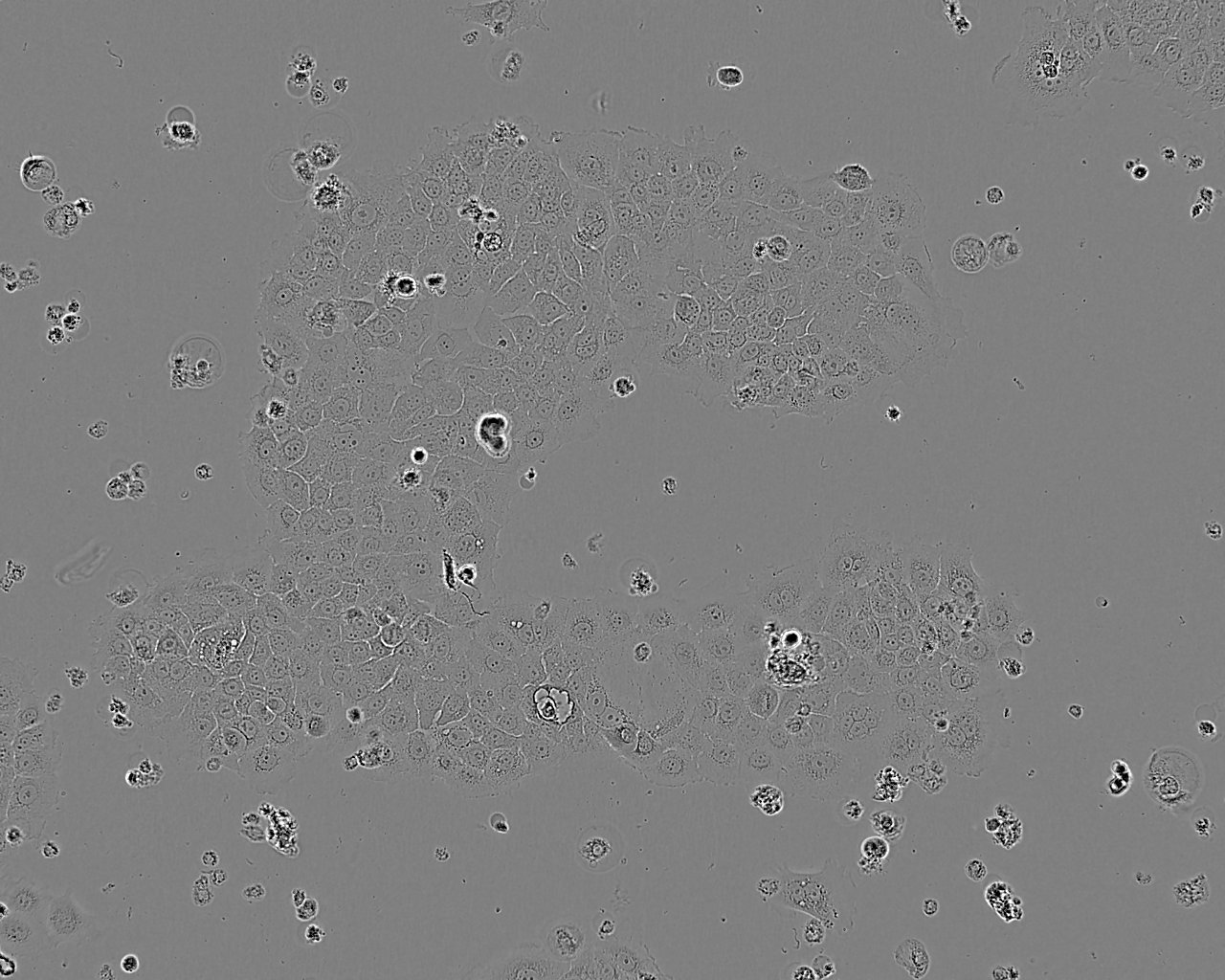 RLE-6TN Cell:大鼠肺泡Ⅱ型细胞系