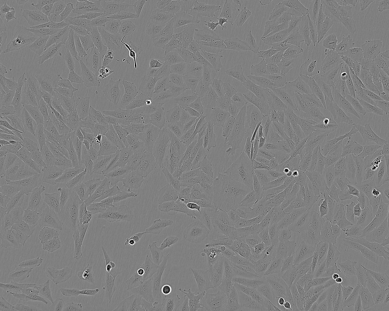 Lec1 Cell:仓鼠卵巢细胞系