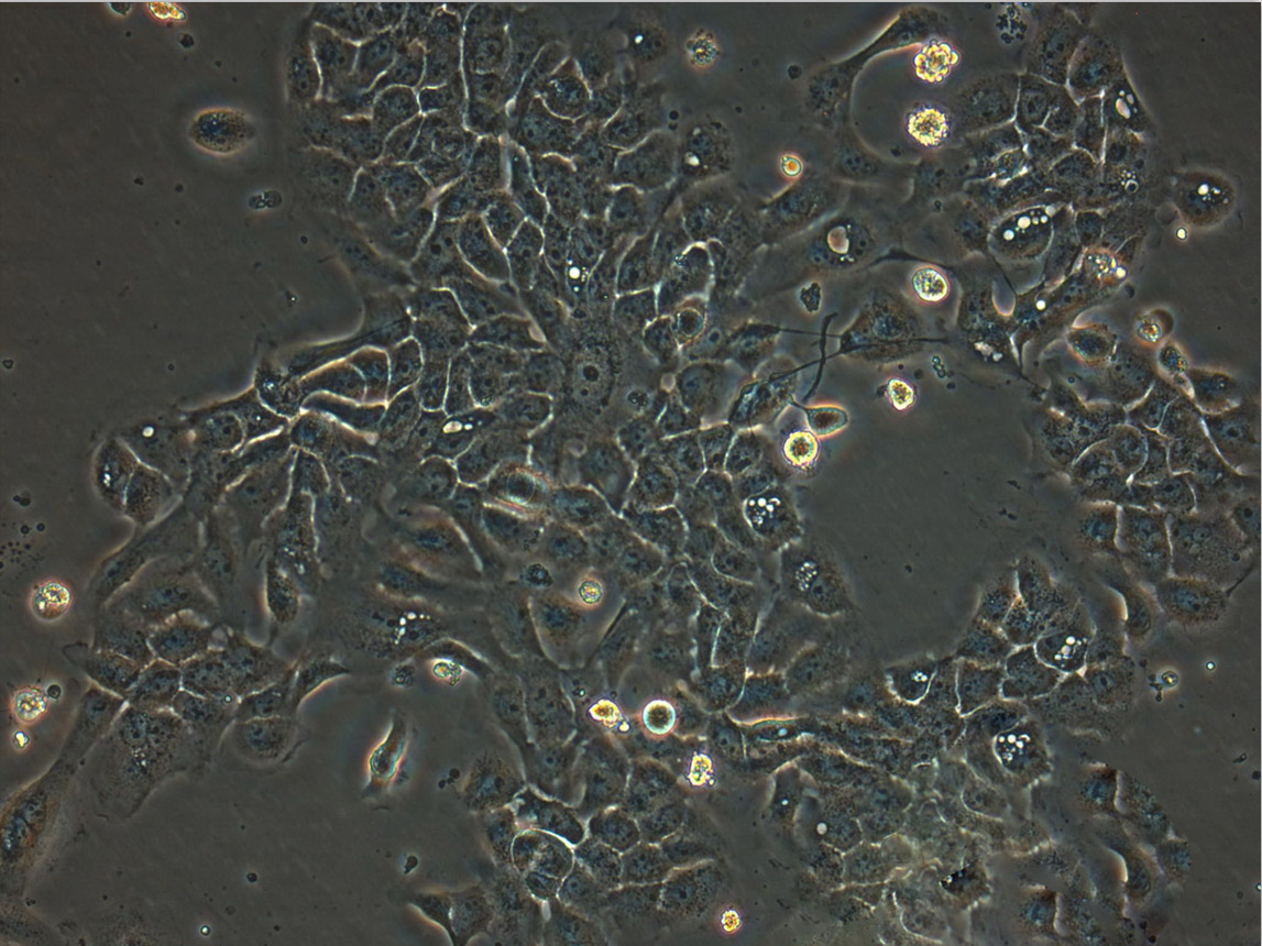 RF/6A Cell:猴脉络膜-视网膜(内皮)细胞系