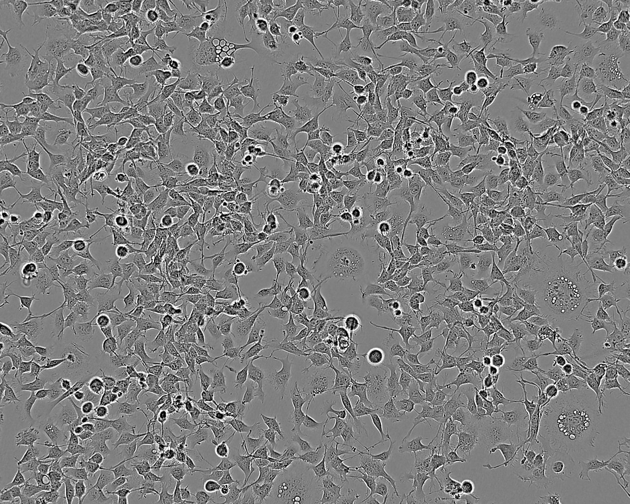 HeLa 229 Cell:人宫颈癌细胞系
