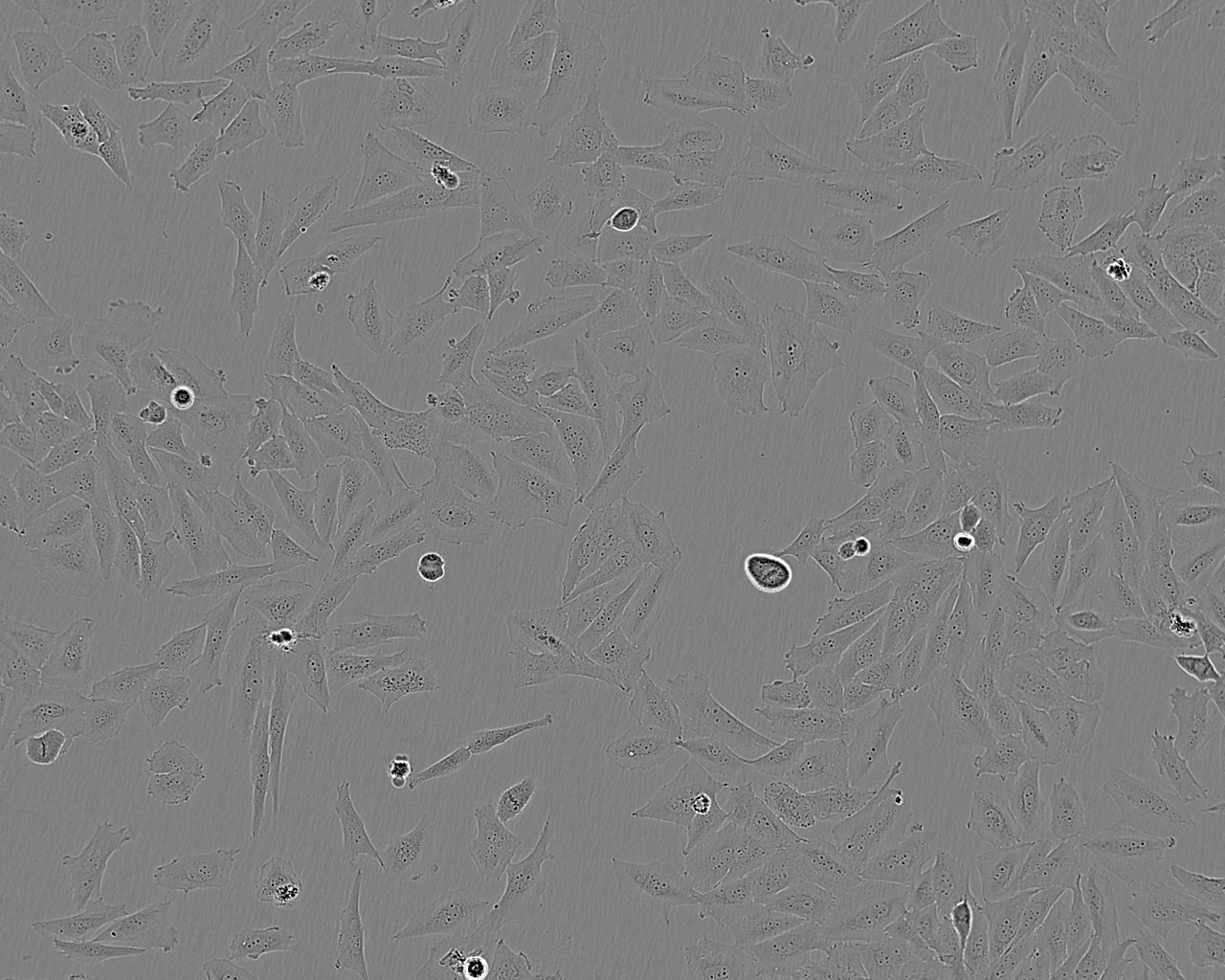 PA317 Cell:逆转录病毒包被的NIH3T3细胞系