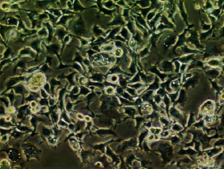 RL-65 Cell:大鼠肺上皮细胞系