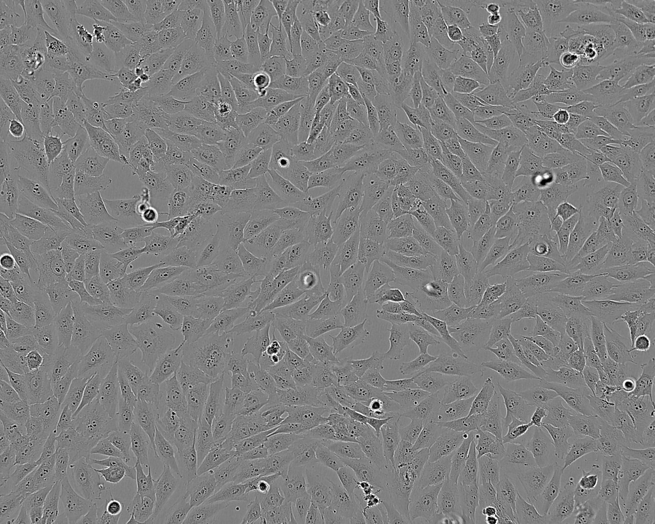 BHK-21 Cell:仓鼠肾成纤维细胞系