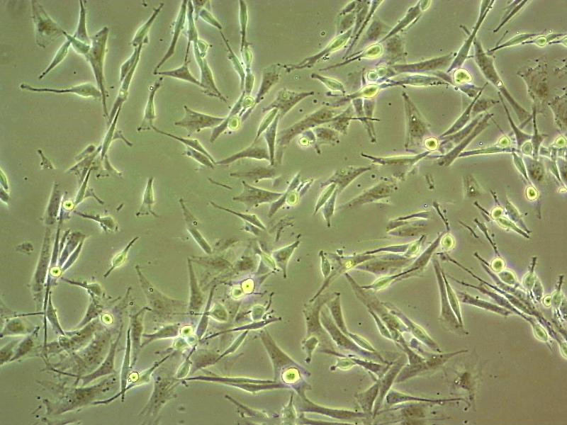 UMNSAH/DF-1 Cell:鸡胚胎成纤维细胞系