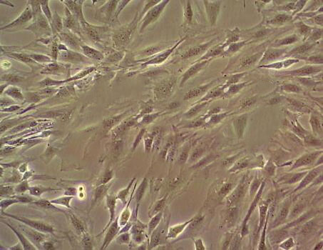 Duck embryo Cell:鸭子胚胎成纤维细胞系