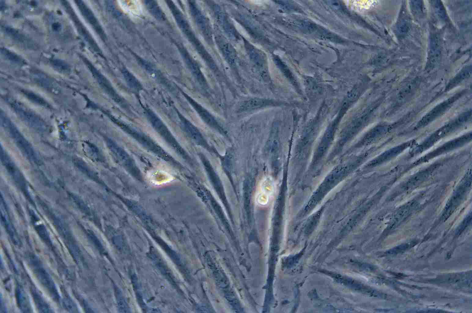 MRC-5 Cell:人胚肺成纤维细胞系