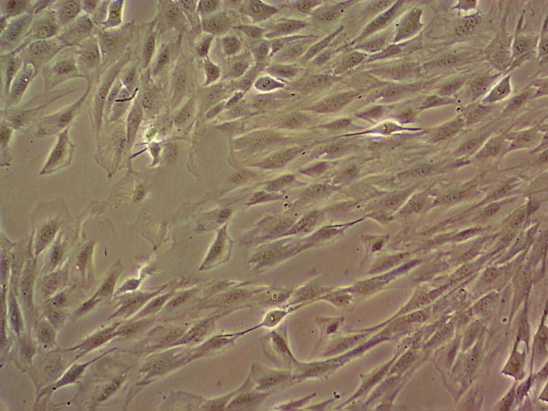 A7r5 Cell:大鼠主动脉平滑肌细胞系