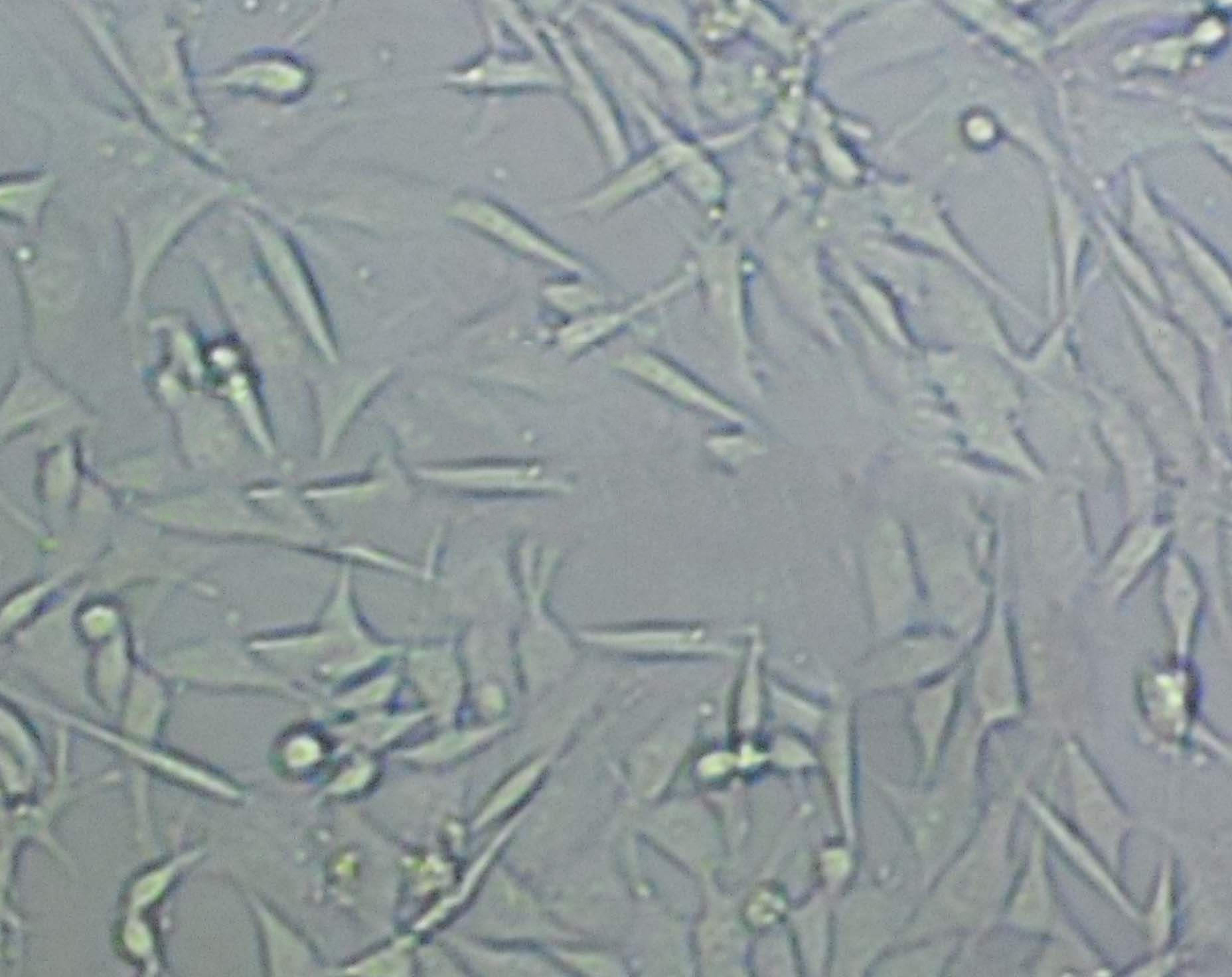 HFF-1 Cell:人包皮成纤维细胞系