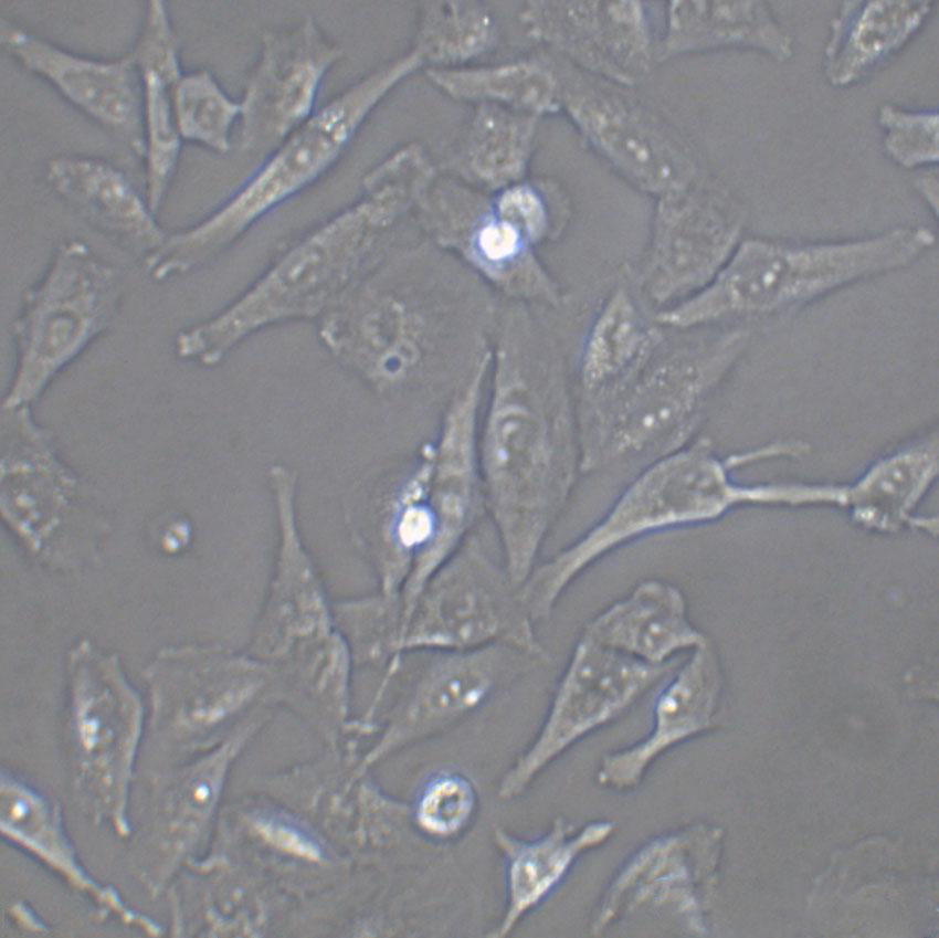 FAK+/+ Cell:小鼠成纤维细胞系