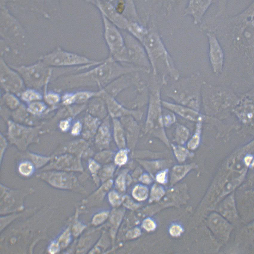 RS1 Cell:大鼠皮肤成纤维样细胞系