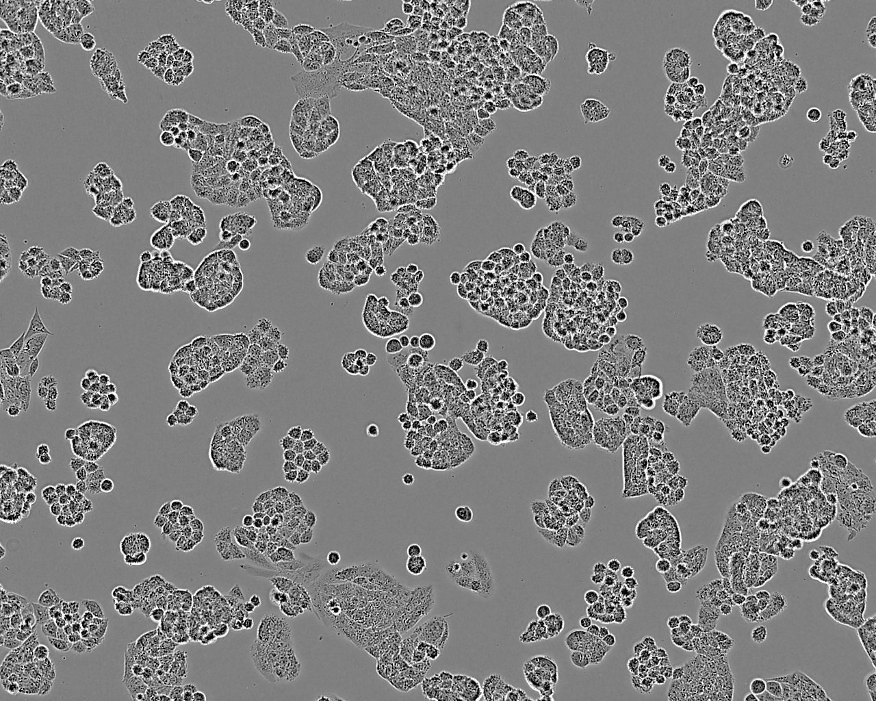 T-HEECs Cell:人正常食管上皮细胞系