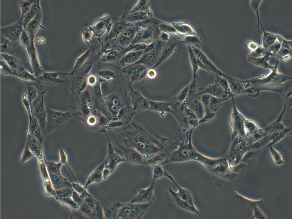 SF767 Cell:人脑瘤细胞系