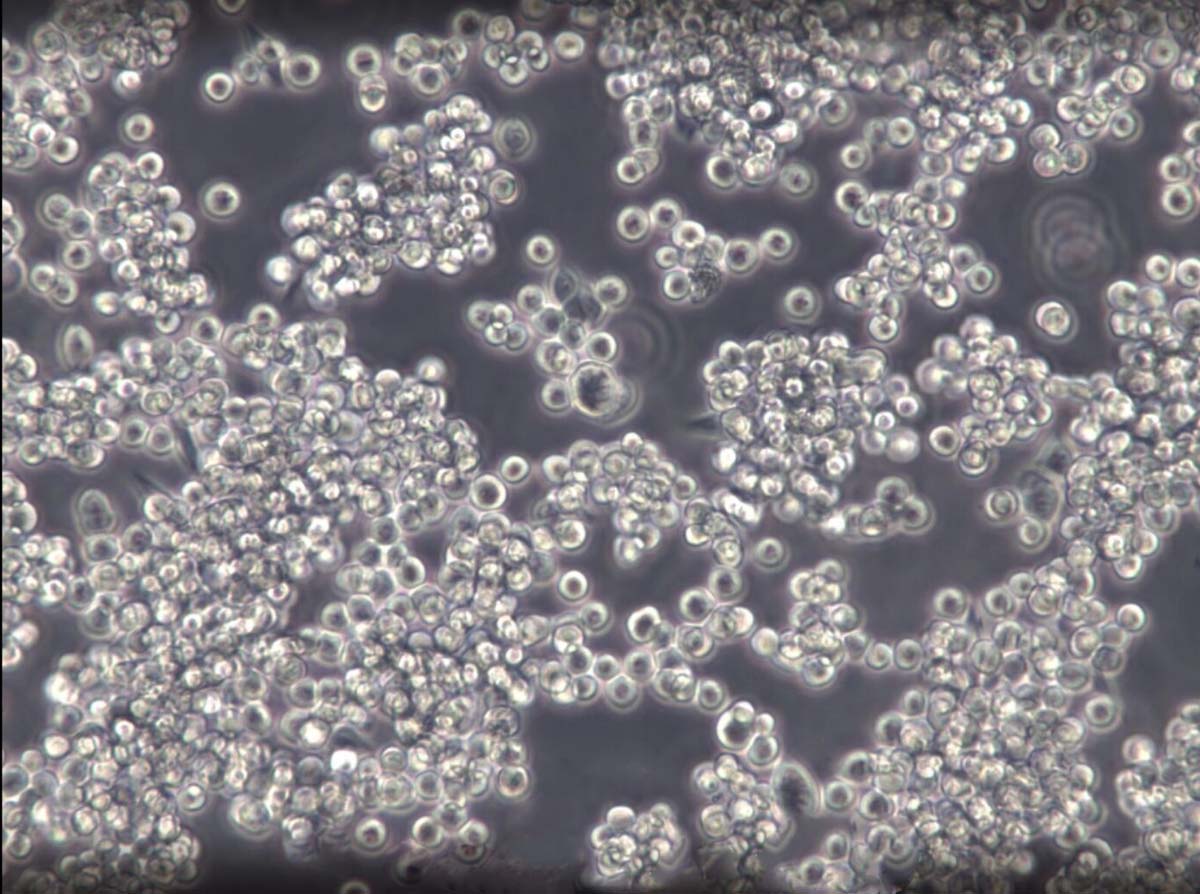 RL Cell:人非霍奇金淋巴瘤细胞系