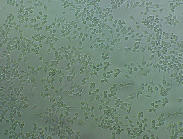 BJAB Cell:人Burkitt's淋巴瘤细胞系
