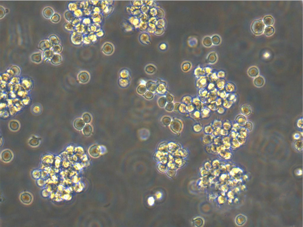 LADMAC Cell:小鼠骨髓淋巴细胞系