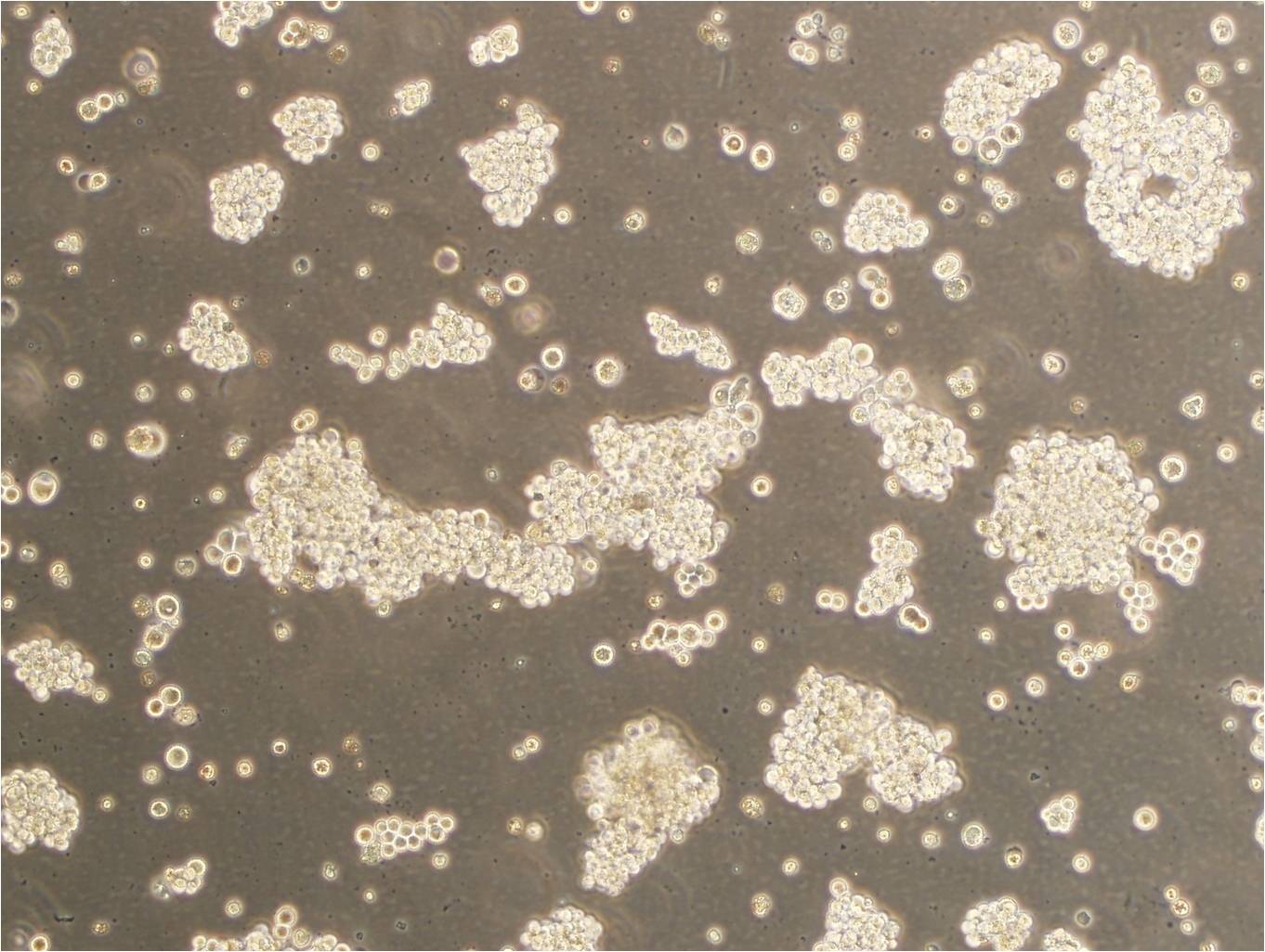 MyLa 2059 Cell:人皮肤T淋巴细胞瘤细胞系