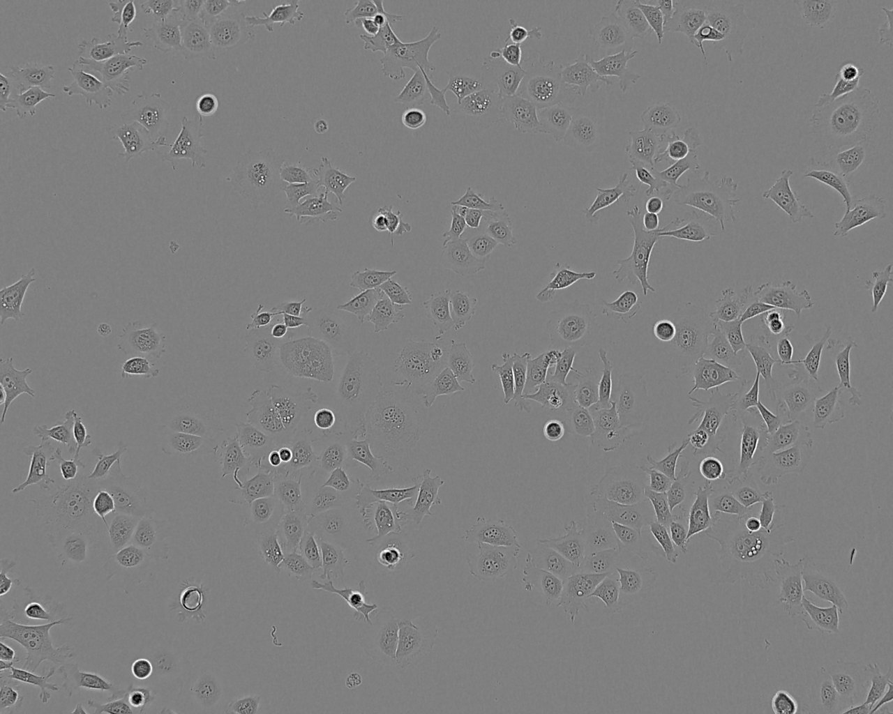 HT-29 epithelioid cells人结肠癌细胞系