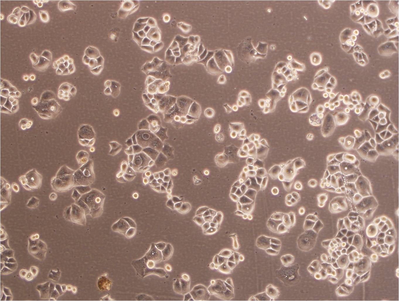 RKO epithelioid cells人结肠癌细胞系