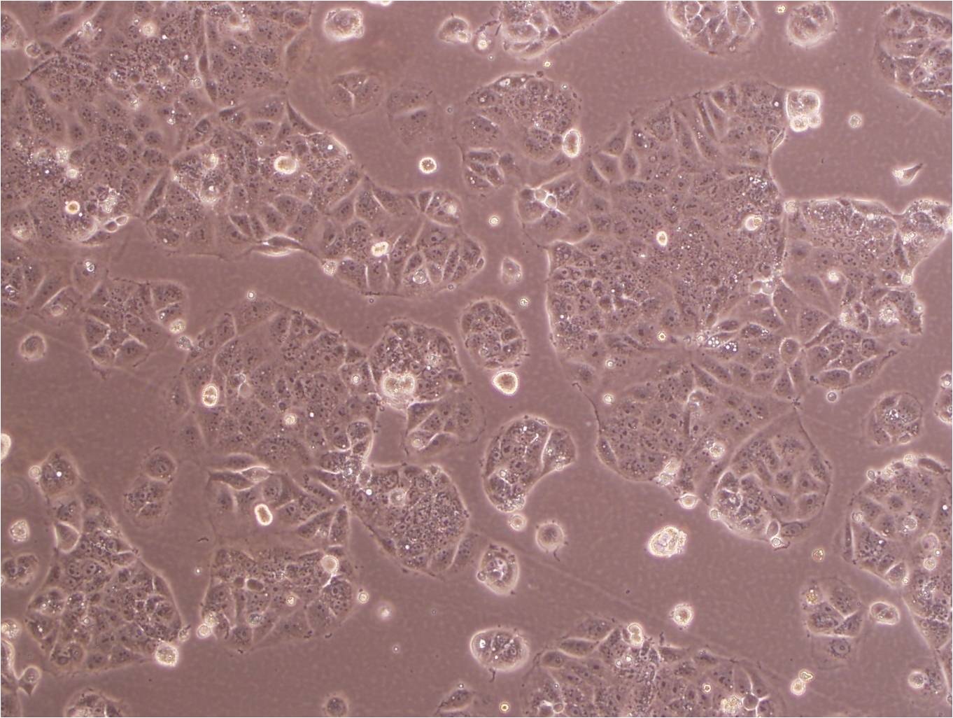 HCCLM3 epithelioid cells高转移人肝癌细胞系