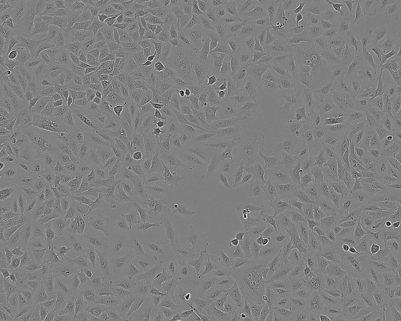 KB epithelioid cells口腔表皮样癌细胞系