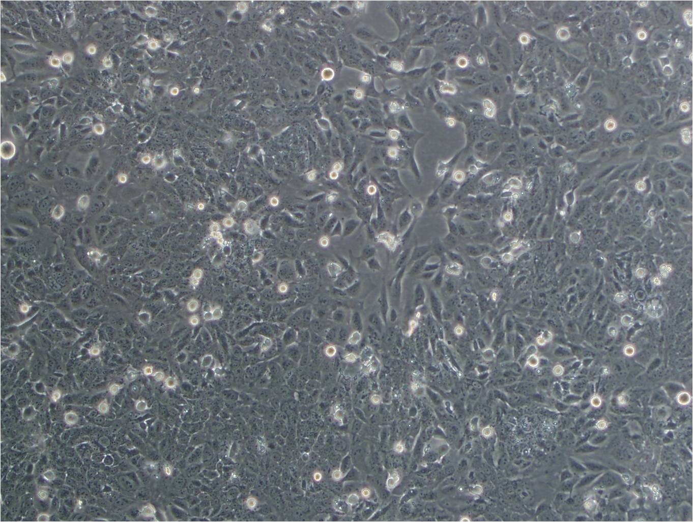 T98G epithelioid cells人多形性恶性胶质瘤细胞系