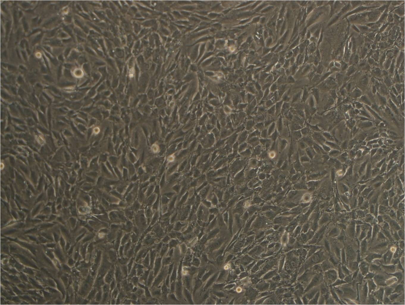 T24 epithelioid cells人膀胱移行细胞癌细胞系